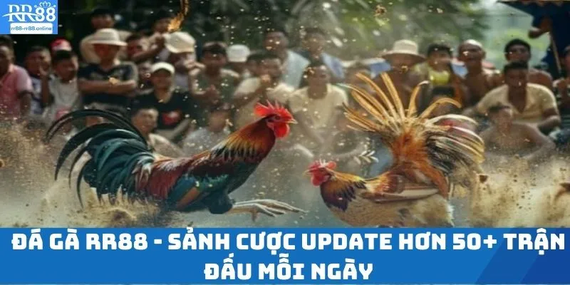 Đá Gà RR88 - Sảnh Cược Update Hơn 50+ Trận Đấu Mỗi Ngày