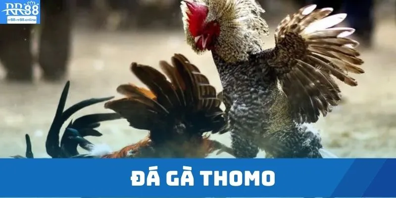 Đá gà Thomo