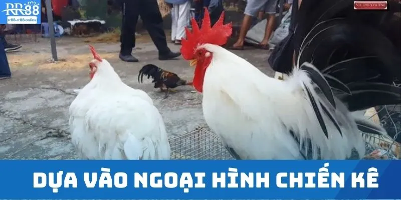 Dựa vào ngoại hình chiến kê