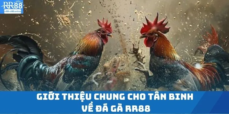 Giới thiệu chung cho tân binh về đá gà RR88