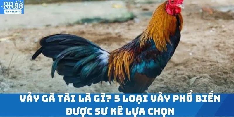 Vảy Gà Tài Là Gì? 5 Loại Vảy Phổ Biến Được Sư Kê Lựa Chọn